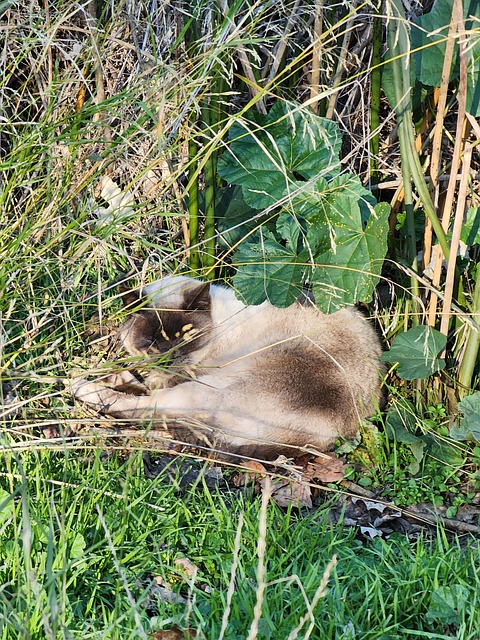 Free Siamese Cat photo and picture