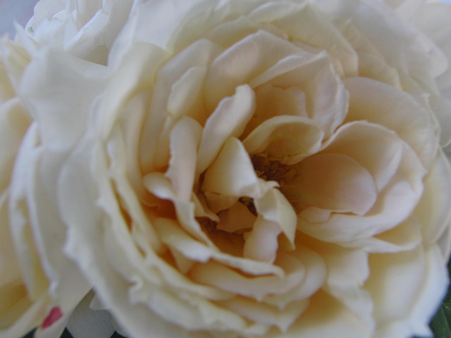 Rose, Blume, Natur