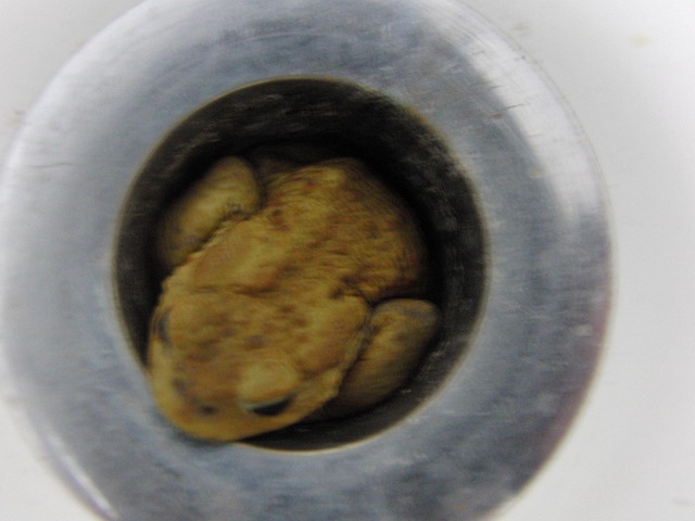 Frosch, Abfluss, Gulli