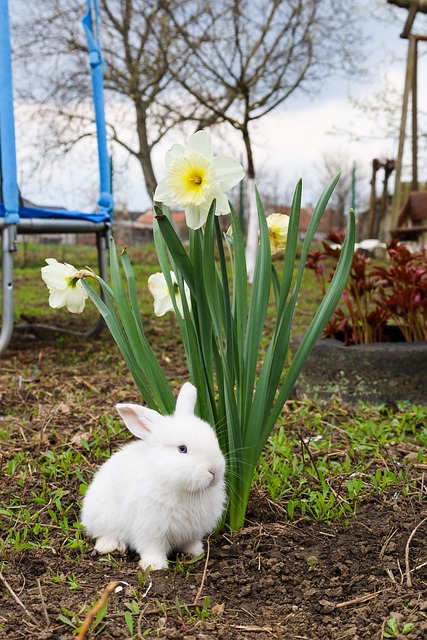 Free Hare Rabit photo and picture