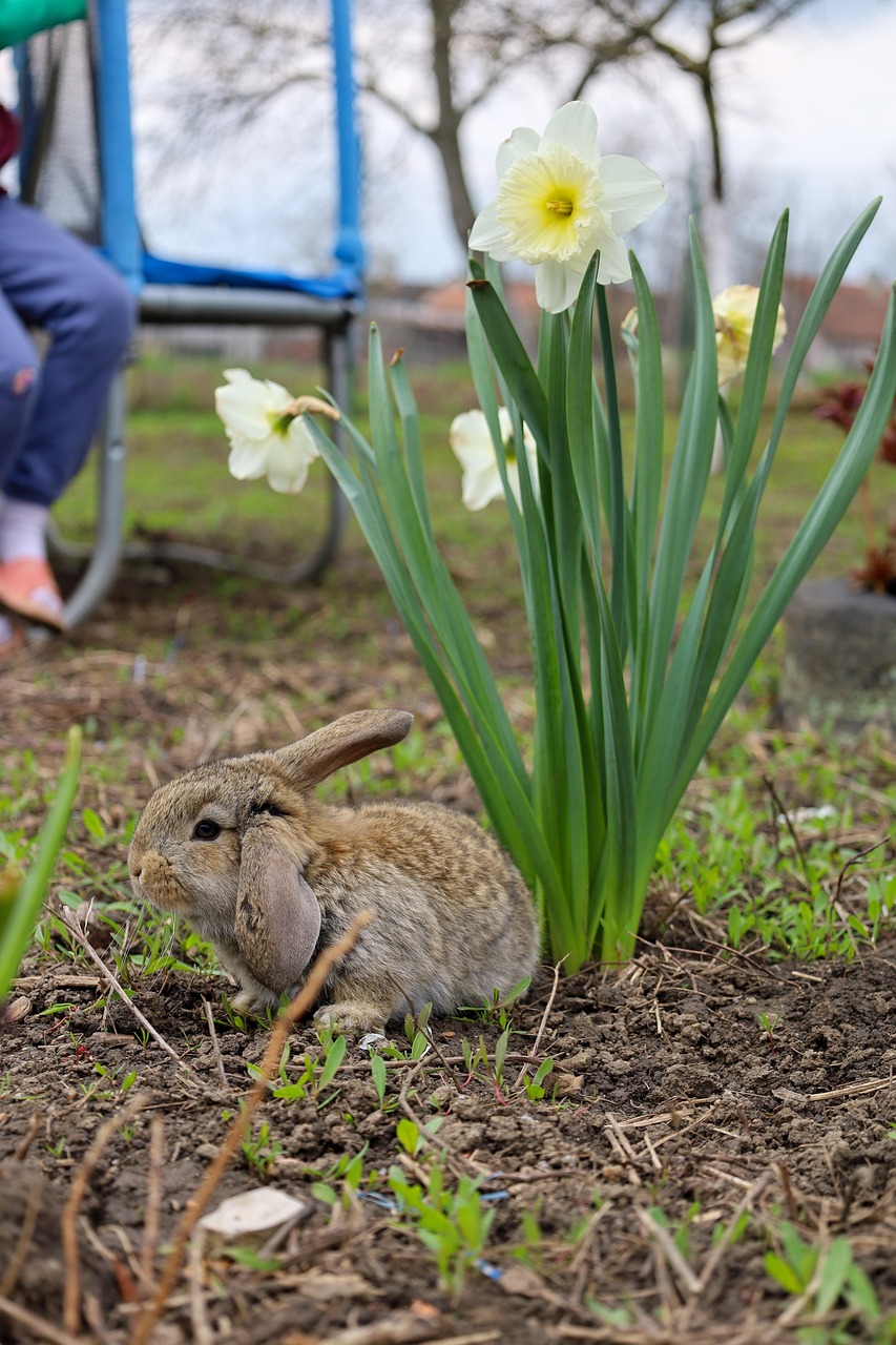 Hase Kaninchen Ostern - Kostenloses Foto auf Pixabay
