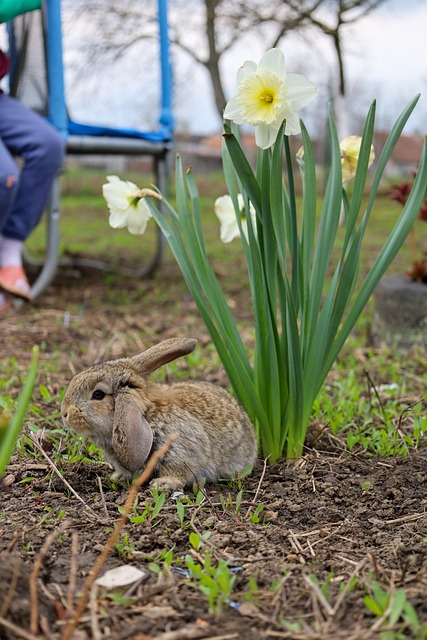 Free Bunny Rabit photo and picture