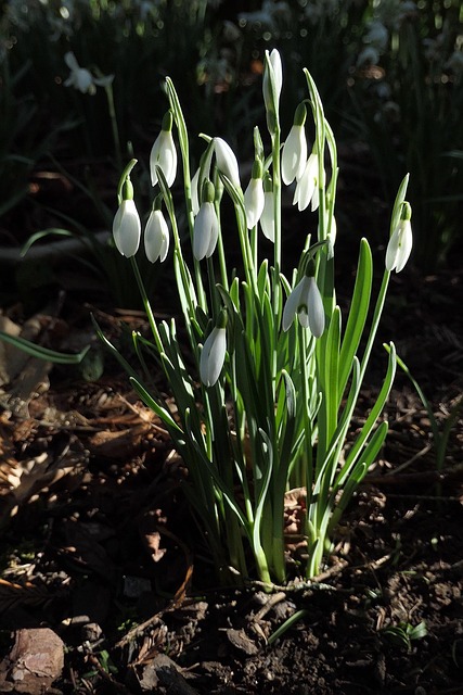 Free Flowers Botany photo and picture