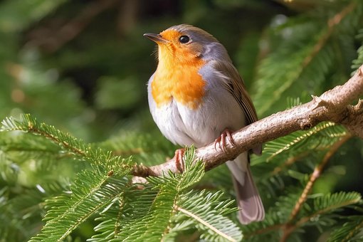 Free Bird Robin photo and picture