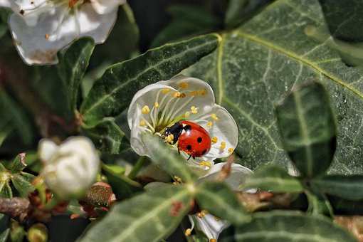 Free Ladybug Beetle photo and picture