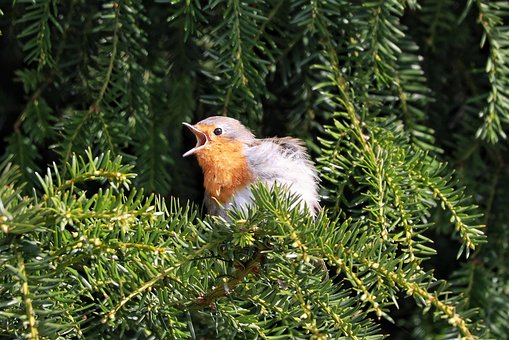 Free Robin Bird photo and picture