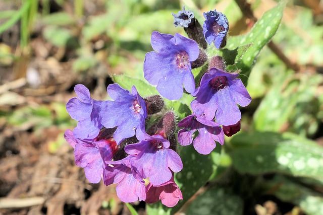 Free Flowers Botany photo and picture