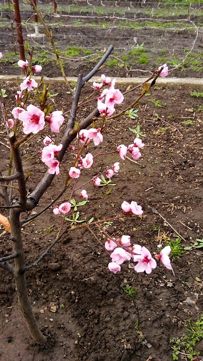 Peach Blossom Free photo on Pixabay
