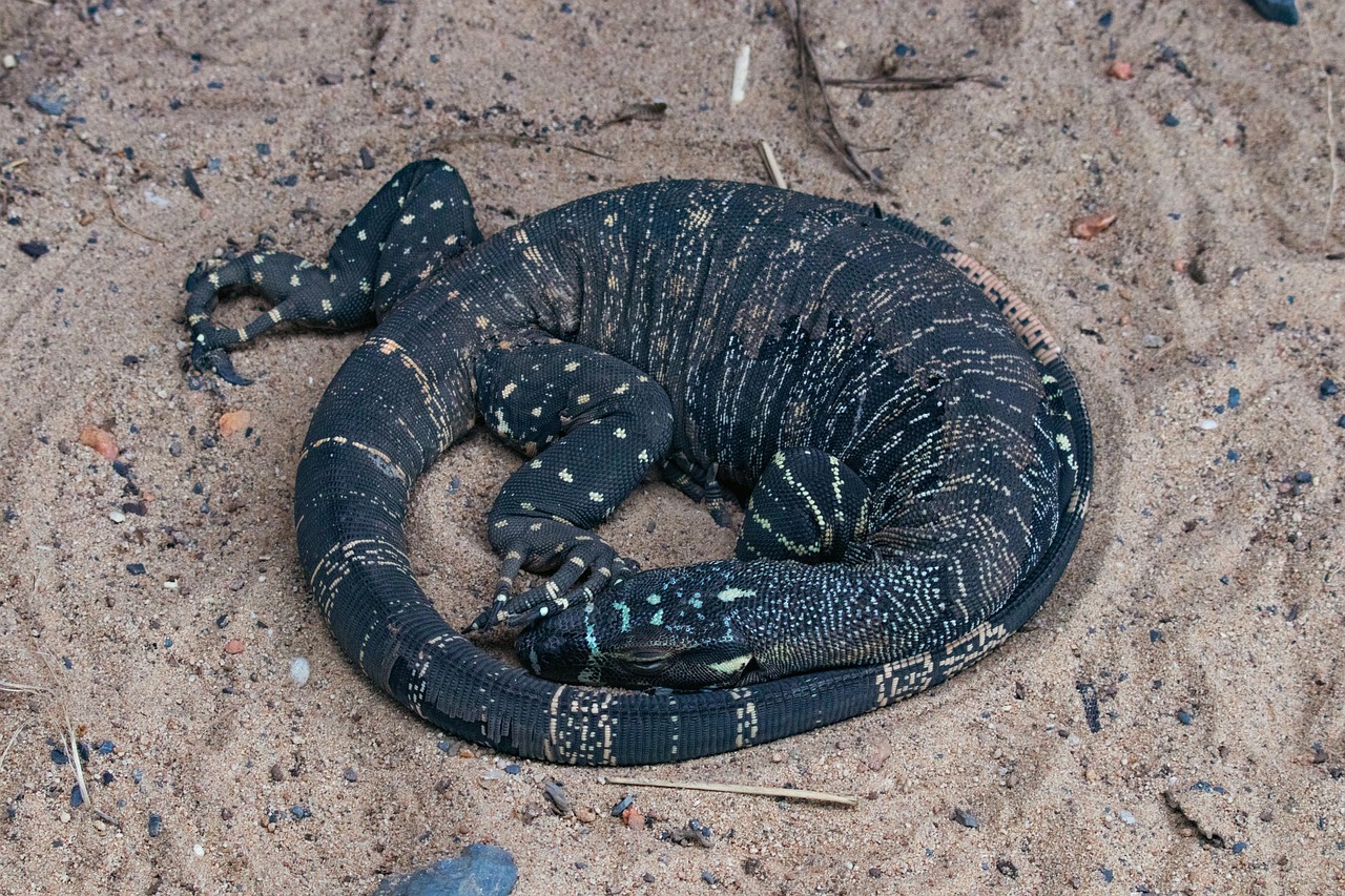 Csipke Monitor Goanna Ausztrália - Ingyenes fotó a Pixabay-en - Pixabay