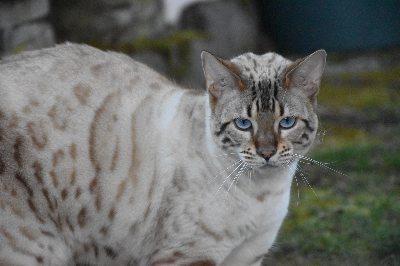 Bengal Cat Hunting Instinct Free photo on Pixabay Pixabay