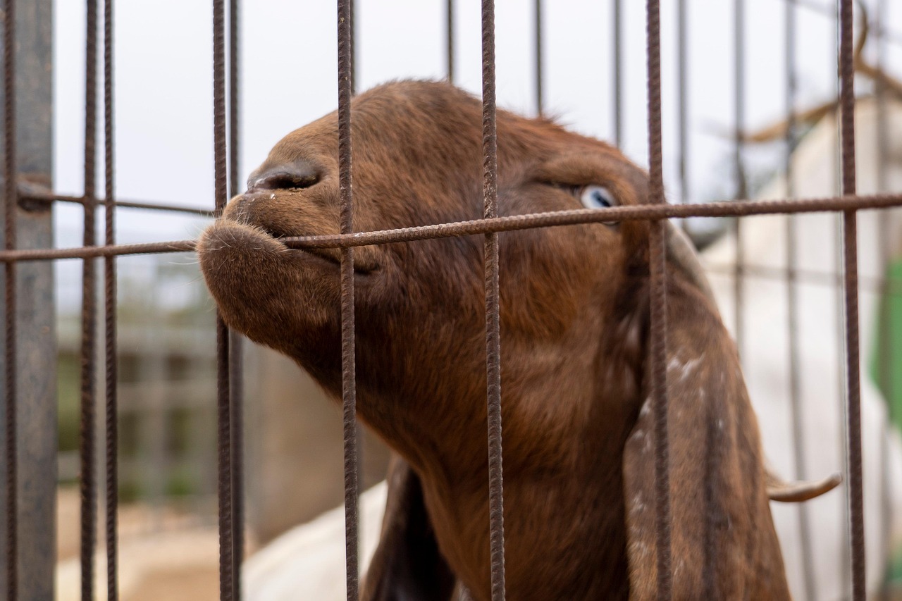 Goat Fence Chewing Free photo on Pixabay Pixabay