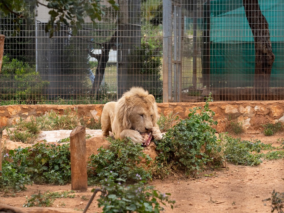 Leon Devorando León Comiendo Carne - Foto gratis en Pixabay - Pixabay