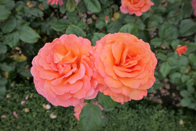 Free Flowers Rose photo and picture