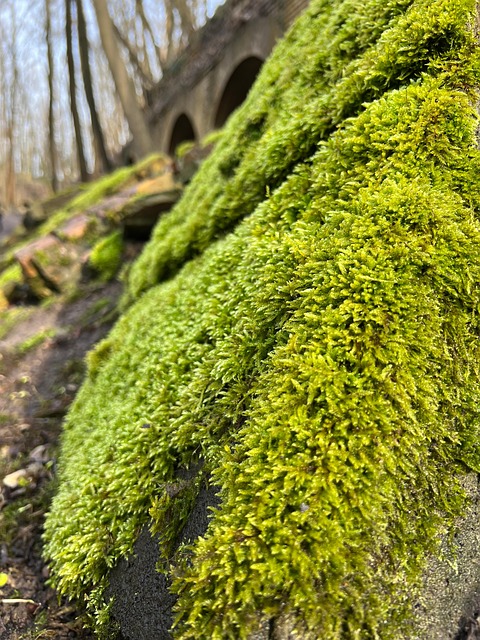 Free Nature Moss photo and picture