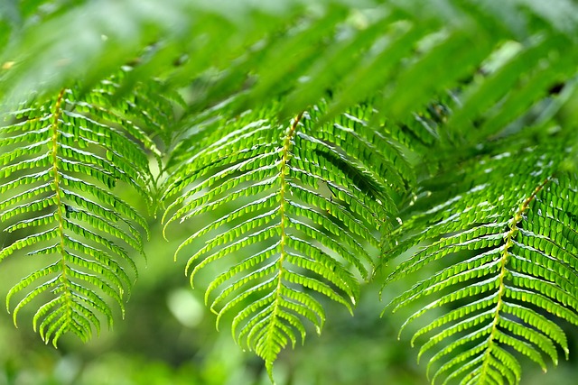 Fern Flora Plant - Free photo on Pixabay - Pixabay