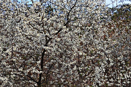 Free Cherry Blossom Flowers photo and picture