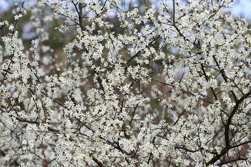 Free Easter Tree photo and picture