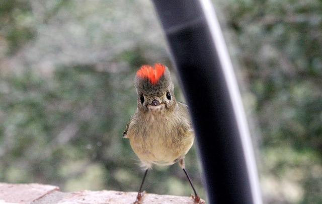 Free Bird Nature photo and picture