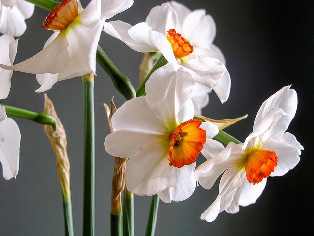 Free Flowers Daffodil photo and picture