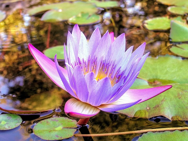 Free Flower Waterlily photo and picture