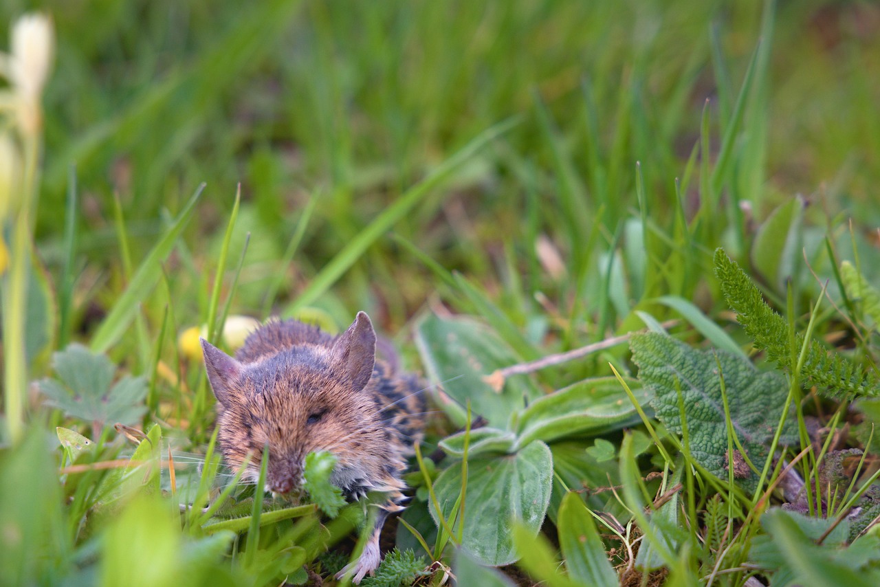 Ratón Muerto Animal - Foto gratis en Pixabay - Pixabay