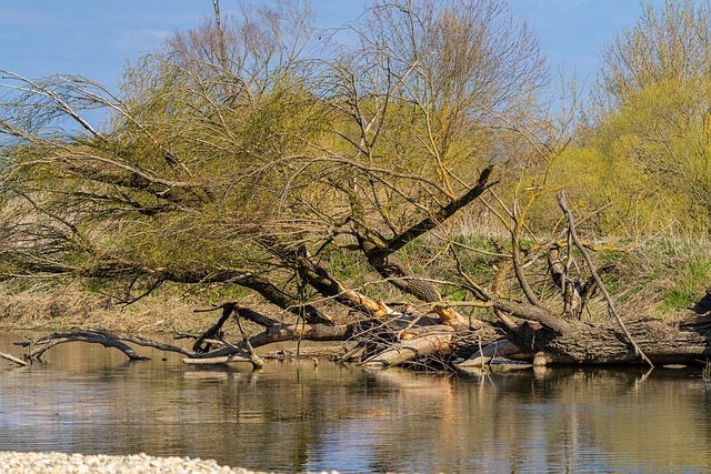 Voda, Strom, Příroda, Tok, Jezero