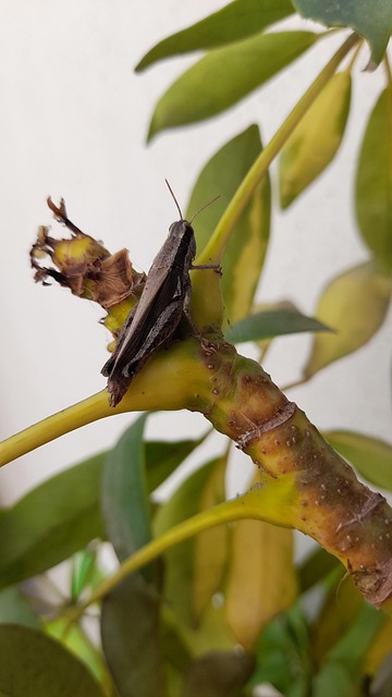 Free Cricket Insect photo and picture