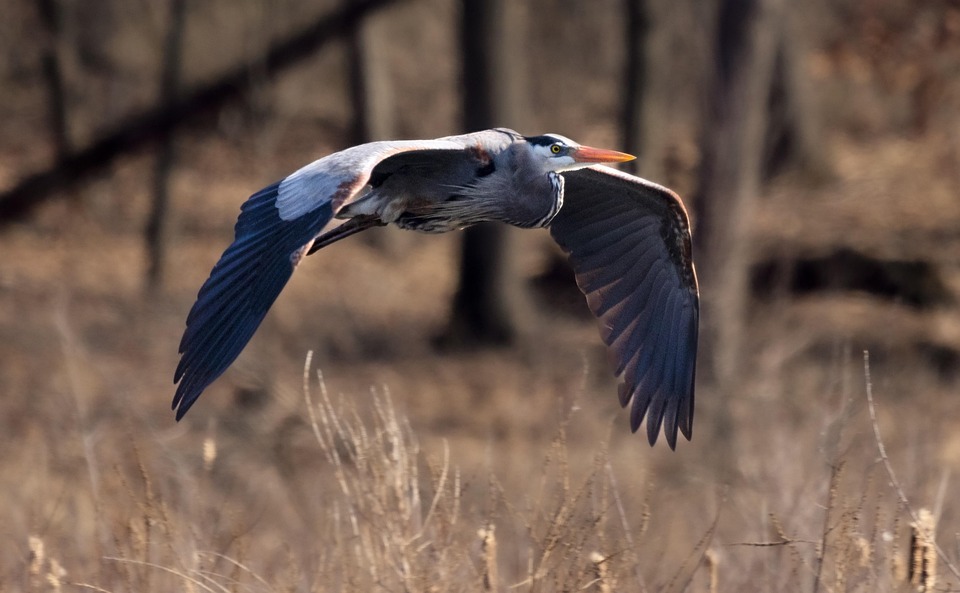 Volavka Velk Ptk V Letu - Fotografie zdarma na Pixabay