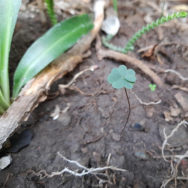 Free Clover Lucky photo and picture