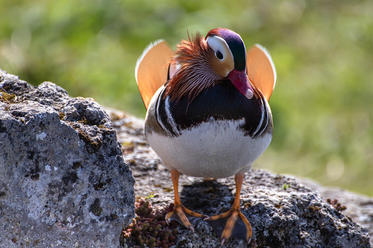 Pájaro Pato Ornitología - Foto gratis en Pixabay - Pixabay