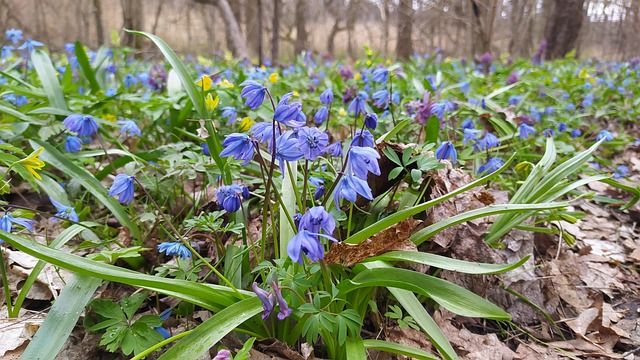 Vintergækker, Forårsblomster, Forårsskov