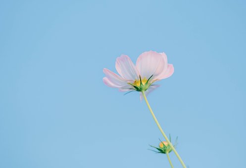 Free Cosmos Sky photo and picture