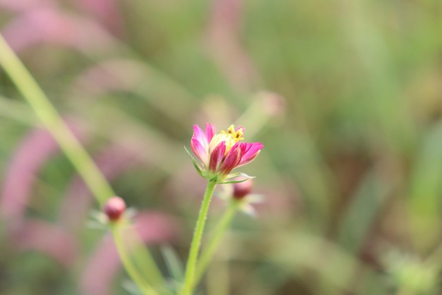 Free Camera Nature photo and picture