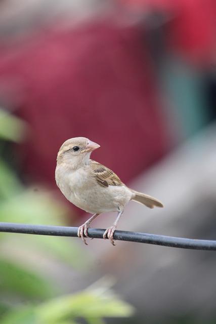 Free Bird True Sparrow photo and picture