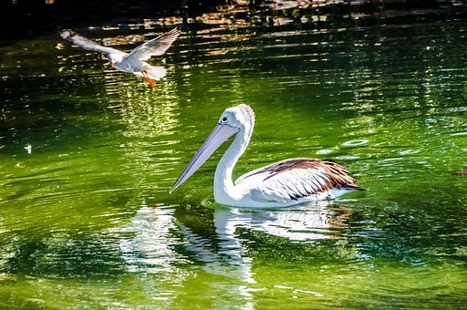 Free Pelican Water photo and picture