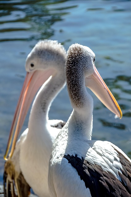 Free Bird Pelicans photo and picture