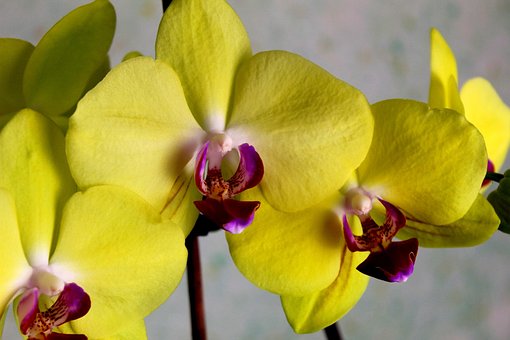 Orchideje, Květiny, Orchidej, Květ