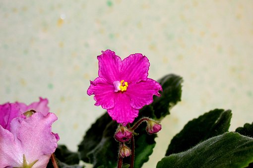 Květ, Květiny, Příroda, Fialový, Bloom