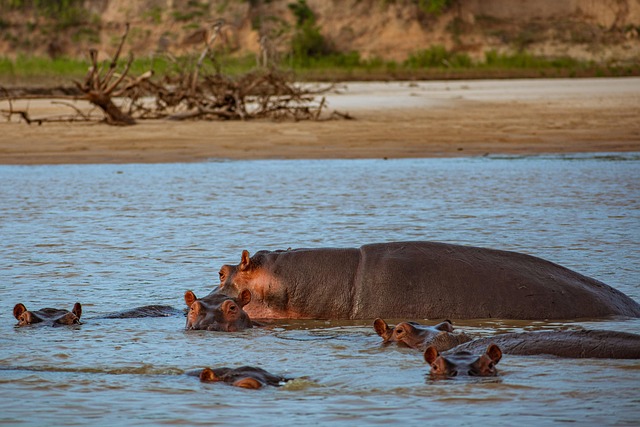 Flodhest, Flod, Dyreliv, Safari, Afrika