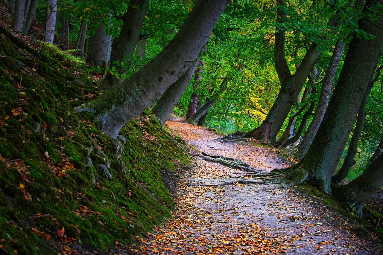 길 숲 - Pixabay의 무료 사진 - Pixabay