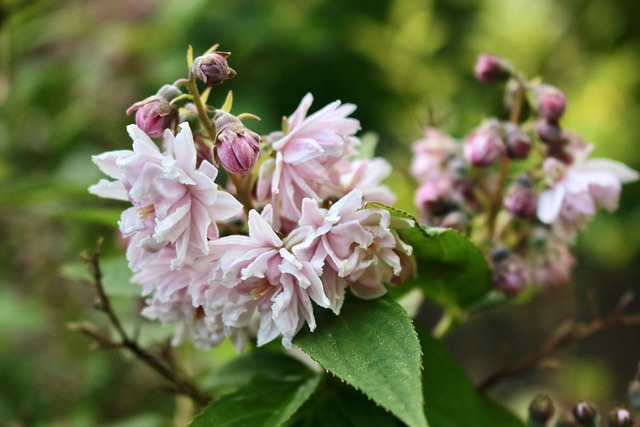 Free Blossom Pink Flowers photo and picture
