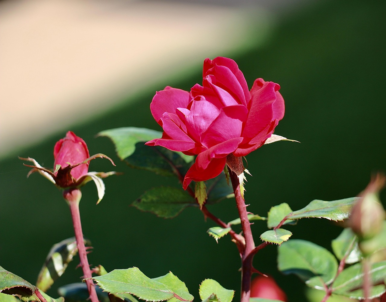 Capullo Rosa Rosas Capullos De Rosa Flores - Foto gratis en Pixabay - Pixabay