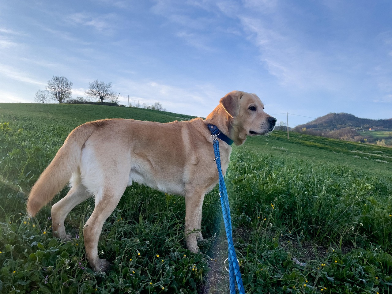 Download Labrador Labrador In Mountains Pavia Royalty-Free Stock ...