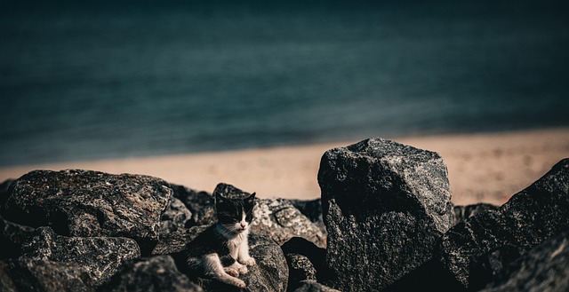 Free Cat Kitten photo and picture