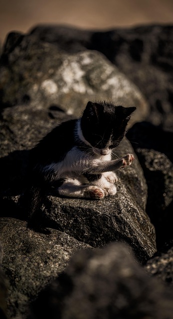 Free Nature Cat photo and picture