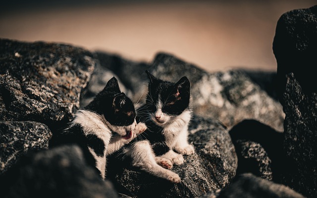 Free Cats Kitten photo and picture