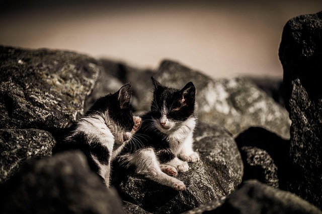 Free Cats Kitten photo and picture