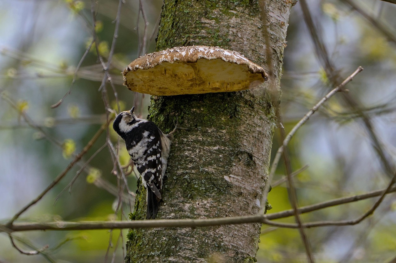 Free Little Woodpecker Branch photo and picture