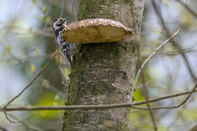 Free Little Woodpecker Branch photo and picture
