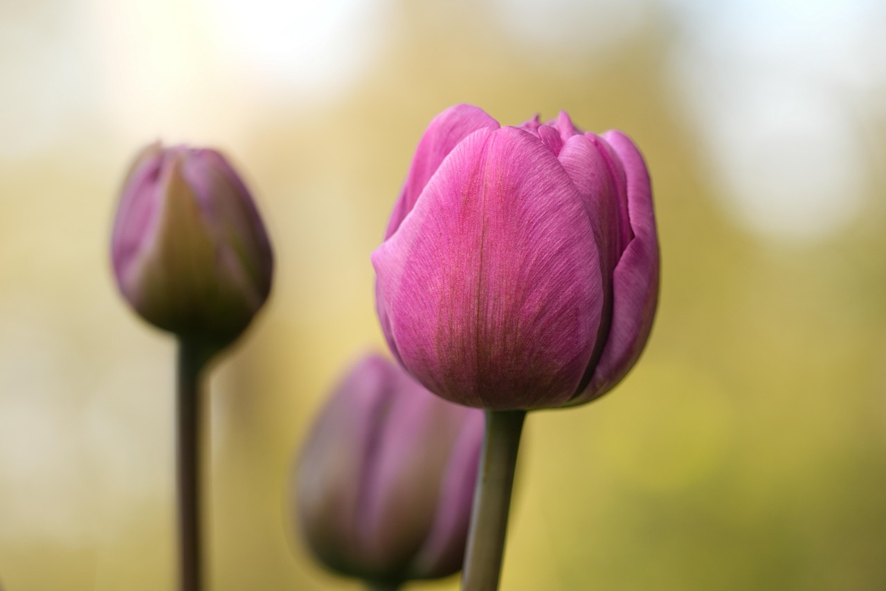 pink tulips wallpaper laptop